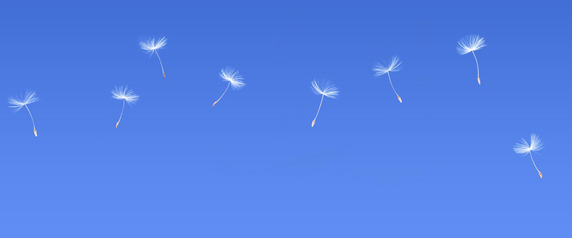 Flying grass seeds in the sky.